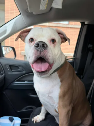 Belmont County Animal Shelter Set To Host Fundraiser